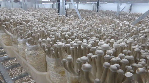 安龍工廠化立體栽培食用菌提質(zhì)增效與菌種進(jìn)出口發(fā)展