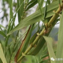 2018年食用菌菌種市場分析 價格、批發(fā)與進(jìn)出口趨勢
