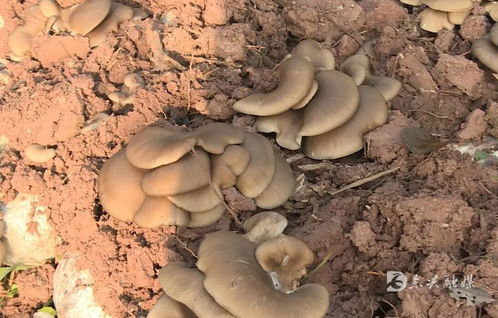 東興區(qū)精準(zhǔn)服務(wù)護航返鄉(xiāng)入鄉(xiāng)創(chuàng)業(yè)企業(yè)發(fā)展 以食用菌菌種進出口專項行動解民憂