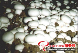 山東食用菌菌種進出口 產業優勢、政策機遇與市場前景