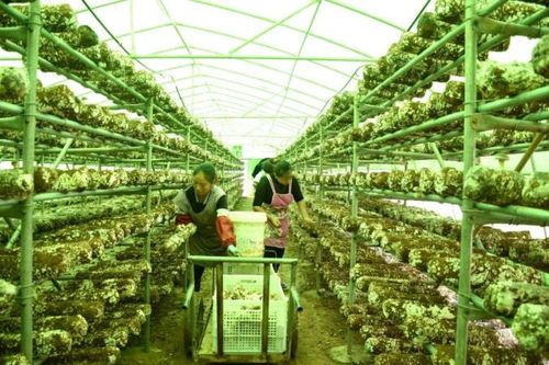 助農團團丨發展食用菌產業，以菌種進出口撐起鄉村“致富傘”