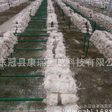 食用菌菌種產業鏈探析 加工價格、批發市場、廠家與進出口貿易