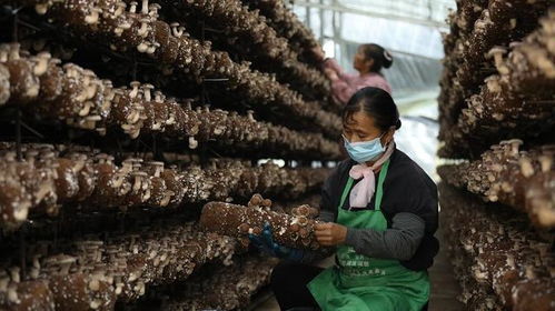 施甸縣創新菌種全產業鏈發展模式 認領、回購、售種與助銷助推食用菌產業國際化